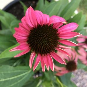 Meet your Posher, Sibylle